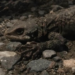 Георгий Воеводин, 21.06, Заполярный