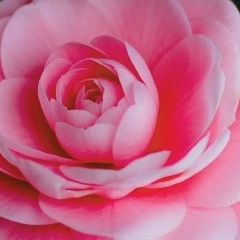 Гульнара Мустафина, 25.12.1982, Семей