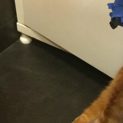 Ivan Zelenkov, Санкт-Петербург