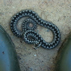 Egor Korzun, 26.05.1981, Минск