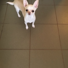 Екатерина Артамонова, 06.02.1985, Москва