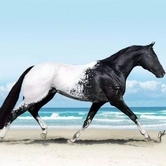 Алия Исламские Товары, 15.12.1988, Тырныауз