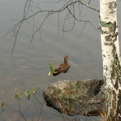 Семен Янковский, Санкт-Петербург