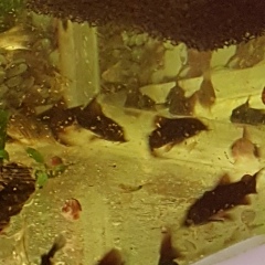 Станислав Станиславский, 14.05.1983