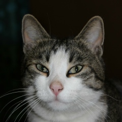 Максим Типатов, Тула