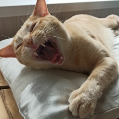 Светлана Петрова, Зеленоград