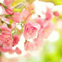 Aigerim Sugirbai, 06.02.1997, Алматы