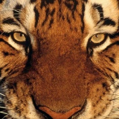 Руслан Фаридович, Ростов-на-Дону