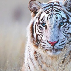 Khaliza Iliassova, 01.02.1997, Nice