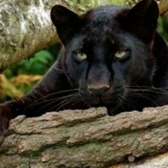 Bagira Noir, 12.03, Нижний Новгород