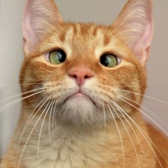 Иван Карпов, 23.06.1985, Зеленоград