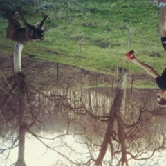 Макар Горошко, 23.03, Санкт-Петербург