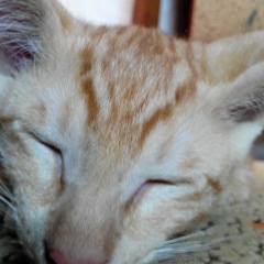 Наталия Павлова, 13.02, Санкт-Петербург