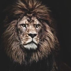 Abu Musluev, 28.08.1995, New York City