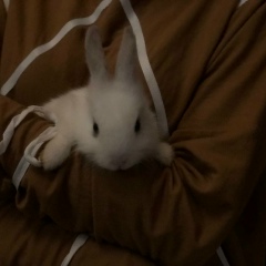 Silah Adamova, Владикавказ