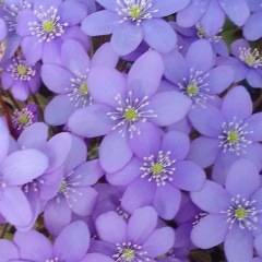 Татьяна Федотова, 23.08, Крестцы