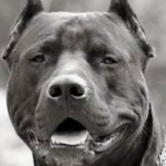 Арсен Магкеев, 24.07.1990, Владикавказ