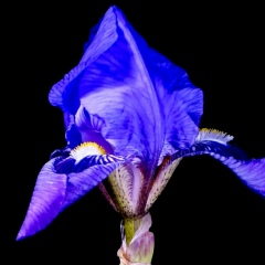 Елизавета Амосова, 23.01.1988, Москва