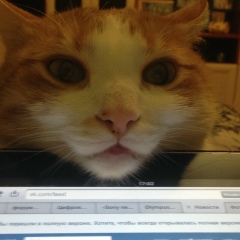 Евстафьева Лернер, Санкт-Петербург