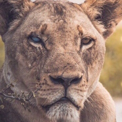 Мухаммад Маилов, 17.06, Грозный