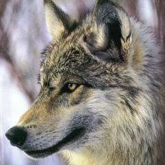 Константин Щербачев, Москва