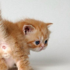 София Крыгина