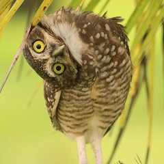 Анастасия Алексеева, 12.04.1984, Алматы