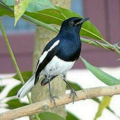 Nassar Hossain, Manama