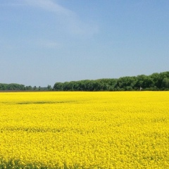 Елена Прокопенко, 08.03, Киев