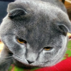 Лена климова-береснева, 20.12, Санкт-Петербург