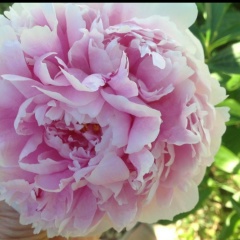 Дарья Подопросветова, Москва