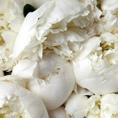 Asema Boranbayeva, 31.01