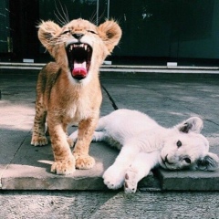 Pasha Azimov, Москва