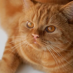 Кузьма Аристархов, 17.02.1989, Иваново