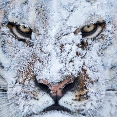 Александр Асанов, Москва