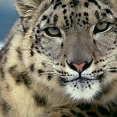 Sadyk Ismanaliev, 19.01.1971, Астана