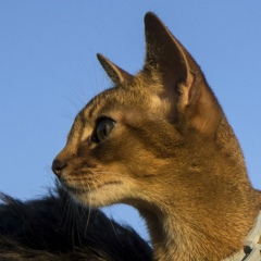 Алексей Пыжов, Москва