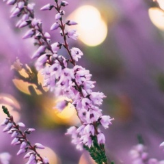 Tanechka Evchenko, 15.11