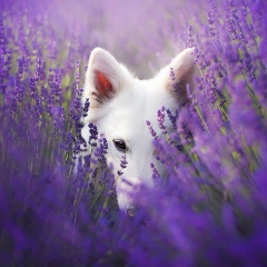 Krot Huy, 07.10.1991, Москва