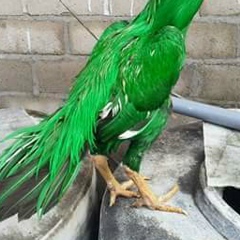 Komg Mas, 07.05.1984, Udon Thani