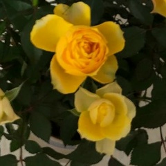 Полина Мельникова, 03.04.1989, Москва