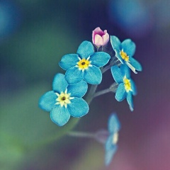 Наташа Серова, 20.11