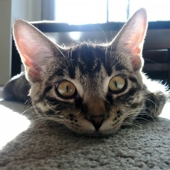 Виктор Короленко, 19.07.1983, Москва