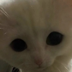 Дмитрий Сокол, Волгодонск