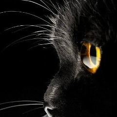 Кот Кошка, 26.08.1985