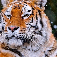 Айбек Жумамуратов, 29.04.1978, Кунград