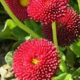 Маргарита Капустина, Санкт-Петербург