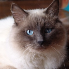 Александр Гинин, 27.11.1964, Tieffenbach