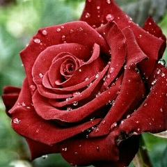 Айжан Пурманова, 10.02.1980, Алматы