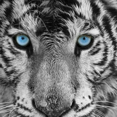 Serioja Tralala, 26.01.1993, Кишинев